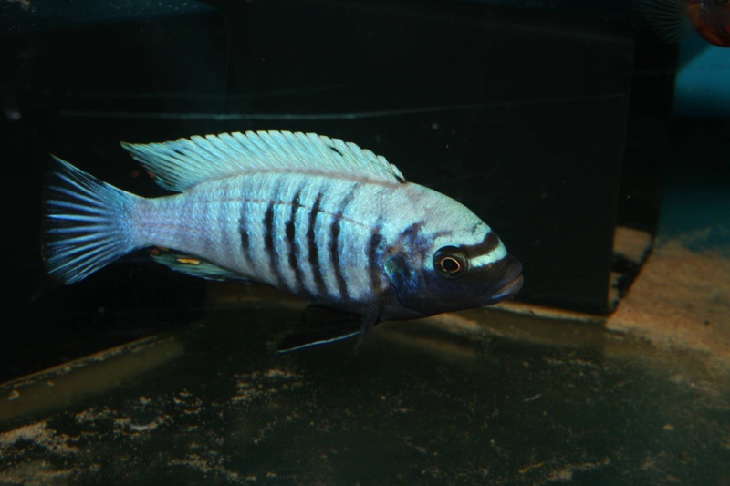 Maylandia sp. 'msobo heteropictus' Lundo Island